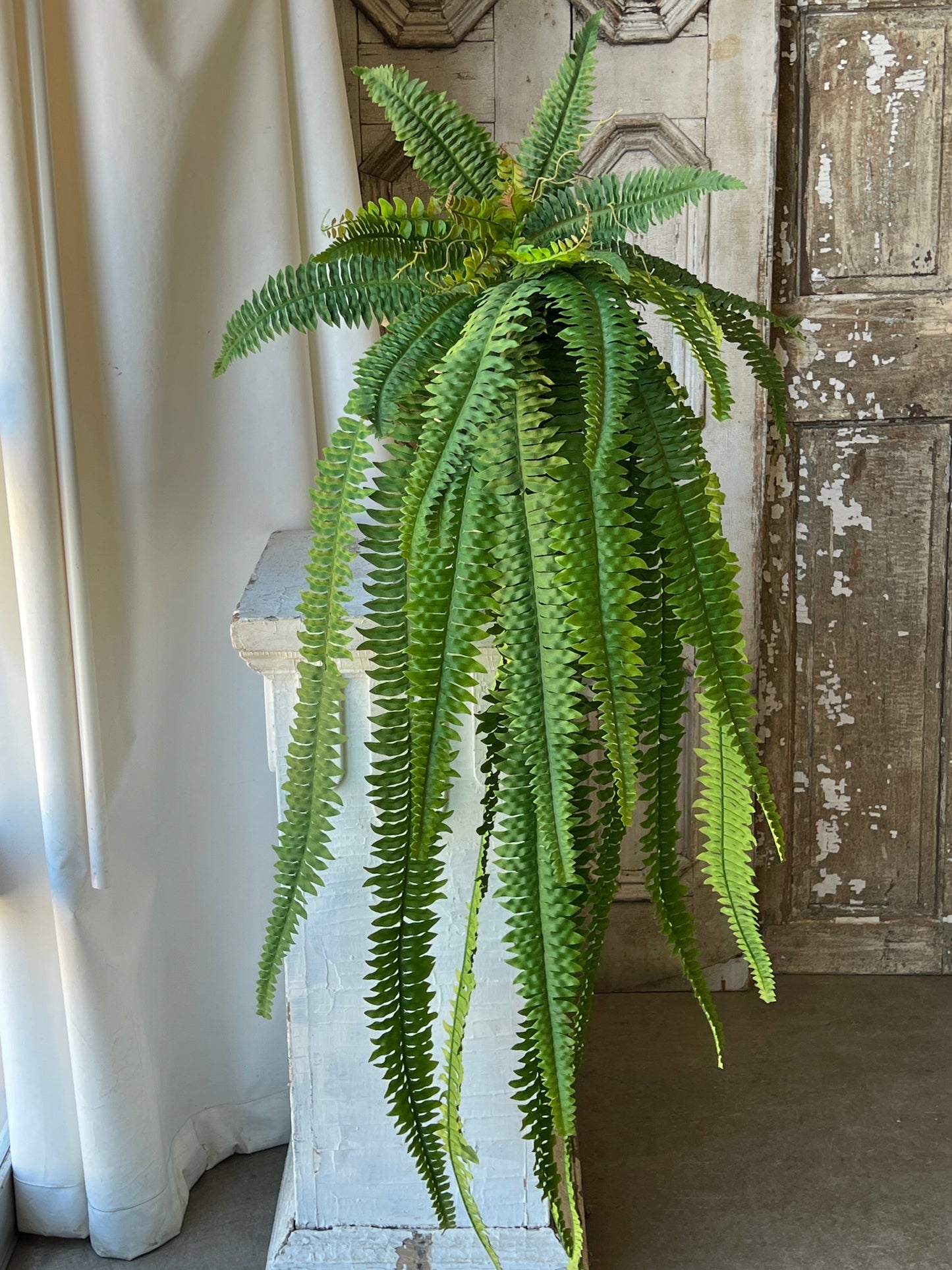 60” fern bush