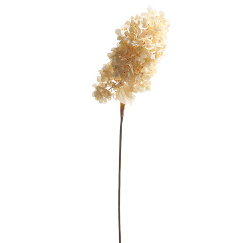 Dried hydrangea