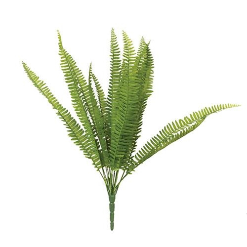 Fern bush