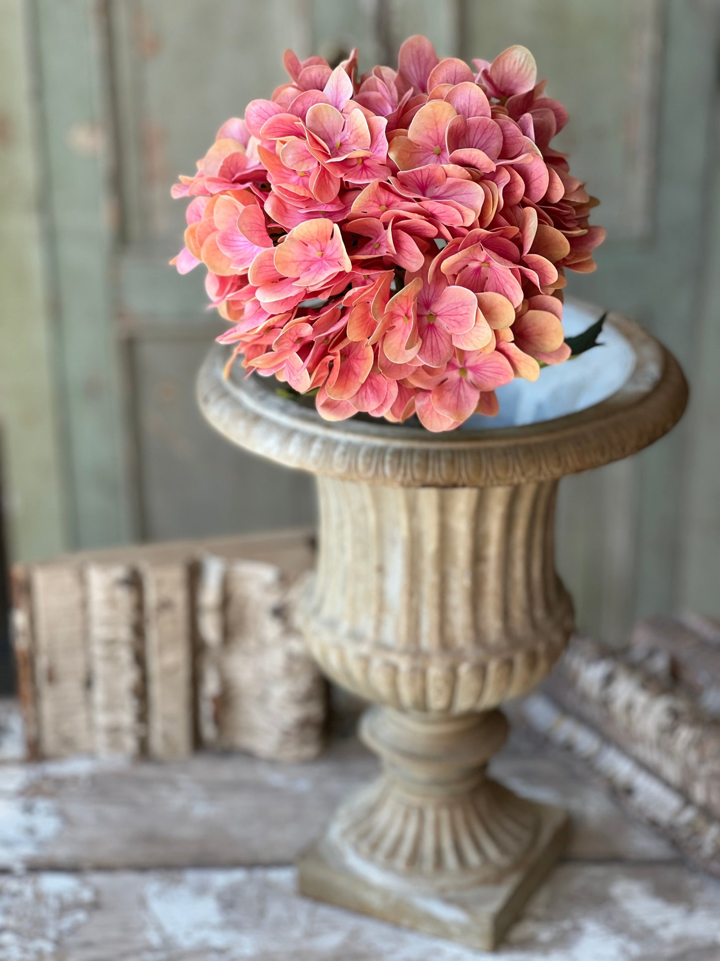 Cameo Hydrangea | 22" |