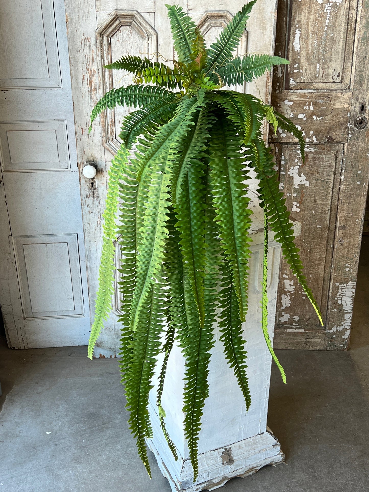 48” fern bush