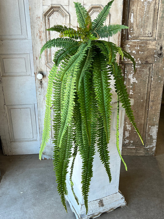 48” fern bush