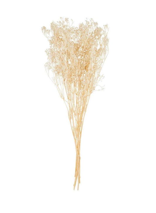 Preserved baby’s breath bundle mud pie